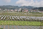 La Trinidad strawberry fields